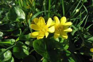 Ranunculus ficaria (2) (1200 x 799)